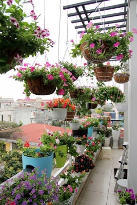 Trồng hoa trên ban công giải pháp tuyệt vời cho căn hộ chung cư